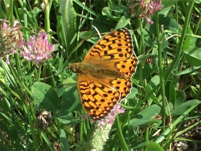 Großer Perlmutterfalter ( Argynnis aglaja ), auf einer Magerwiese : Langschlägerwald im Waldviertel, Niederösterreich, 08.07.2007